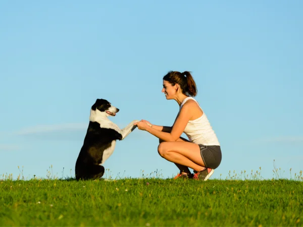 Cos'è l'addestramento positivo del cane e in cosa consiste?